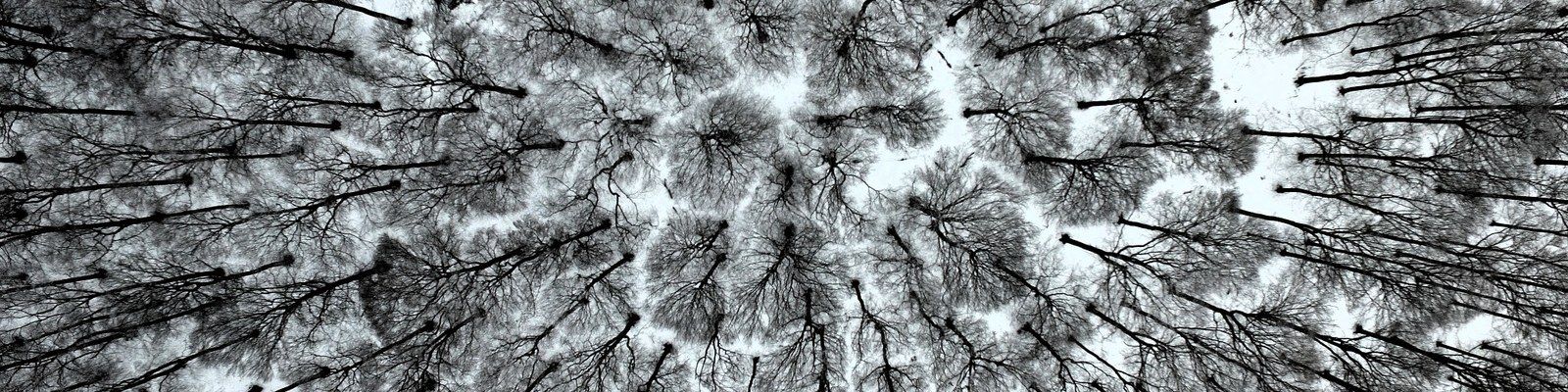 Roots of Resilience – Adapting Forests in a Changing World EVOLTREE-Konferenz 2027