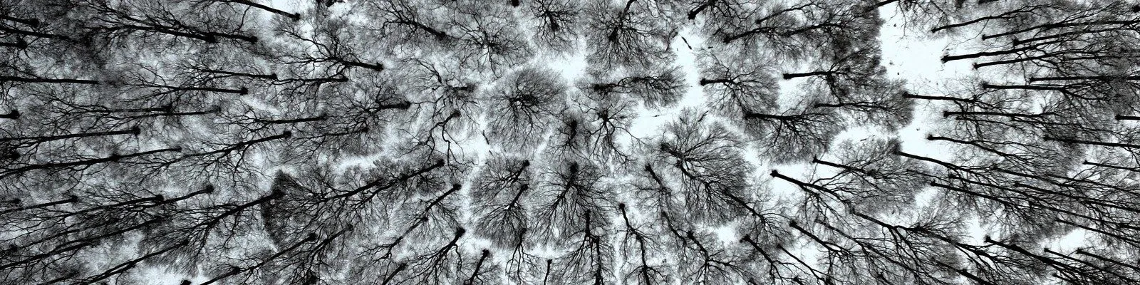 Roots of Resilience – Adapting Forests in a Changing World EVOLTREE-Konferenz 2027